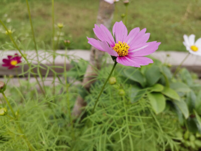 花与猫