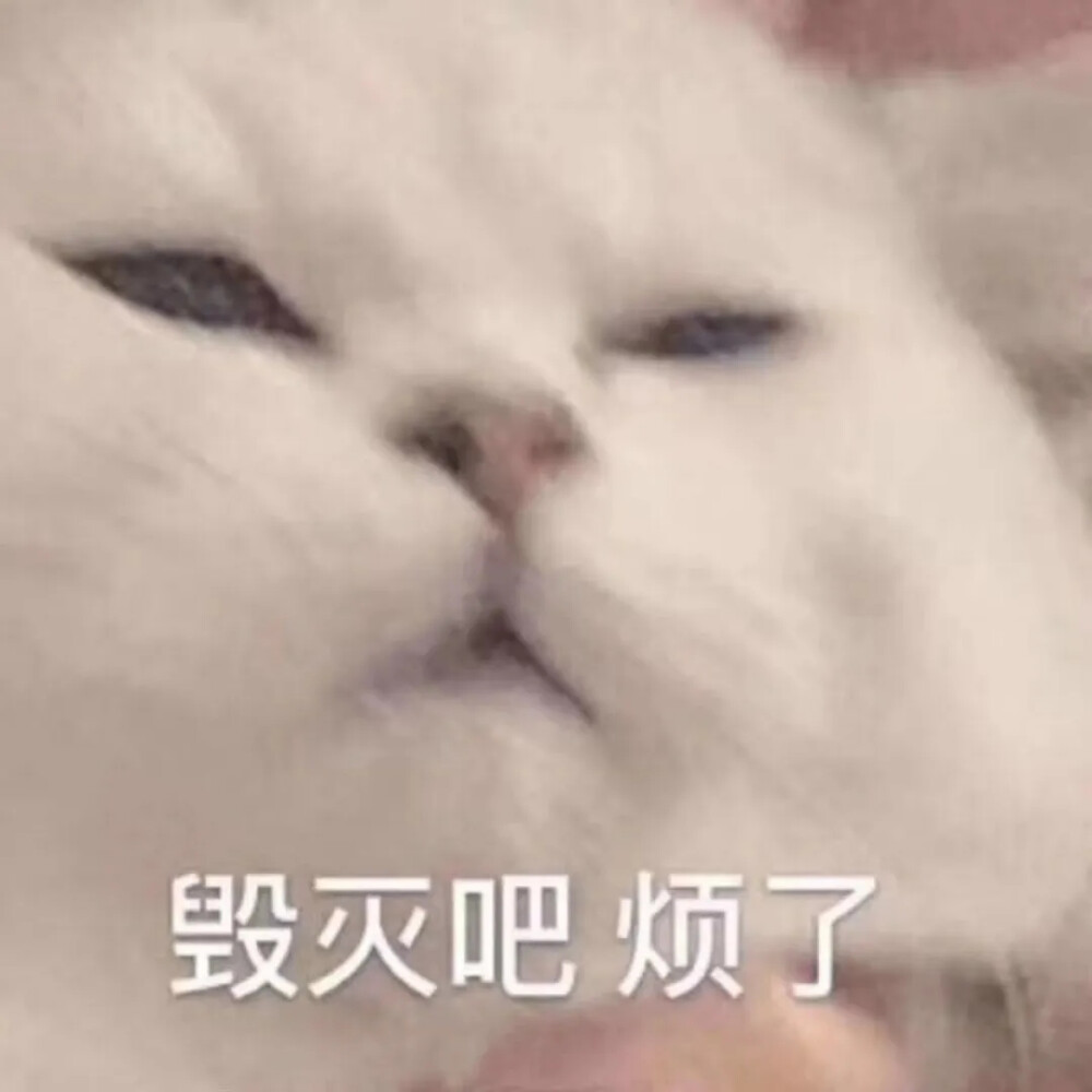 猫咪