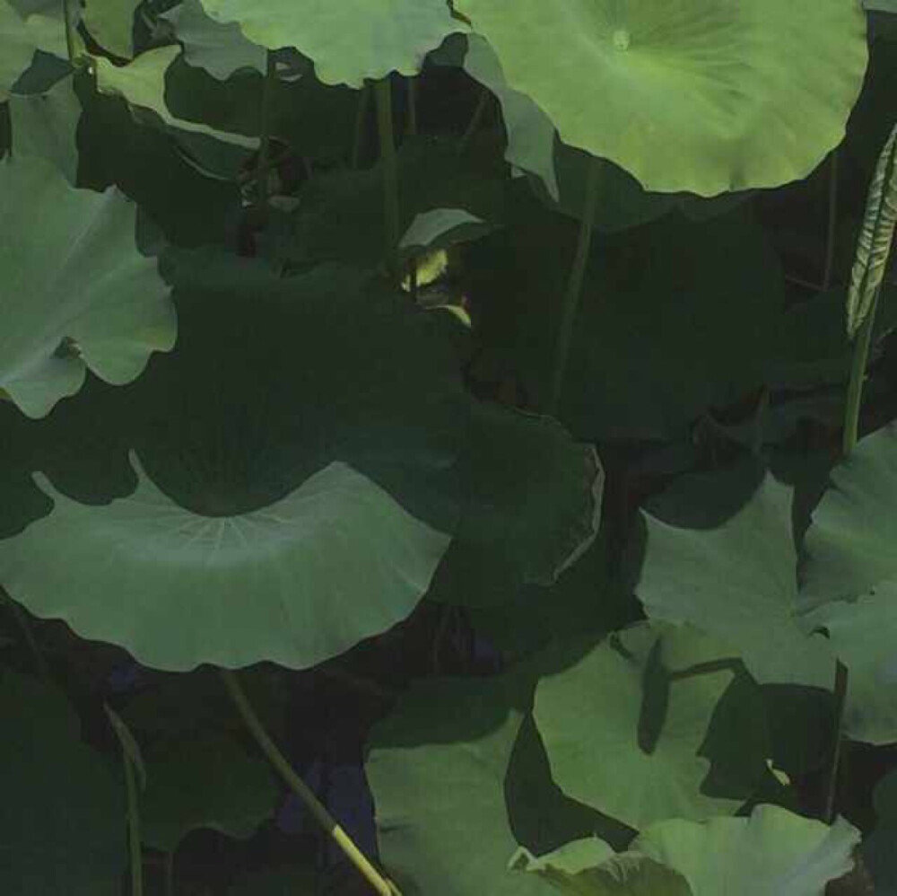 “在夜里等太阳 越等越失望”