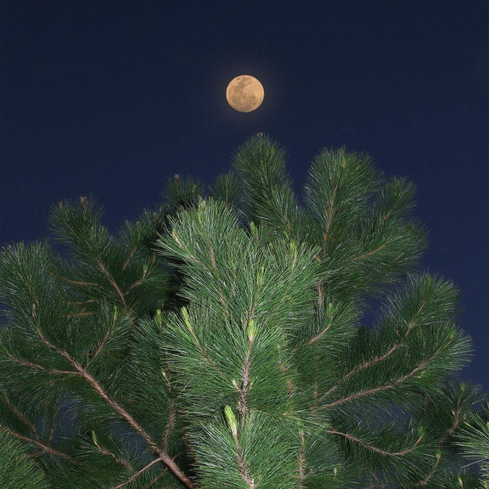 “在夜里等太阳 越等越失望”