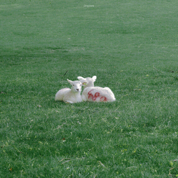 “在夜里等太阳 越等越失望”