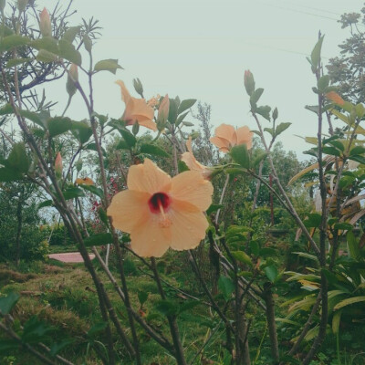 美丽的风景（*＾ワ＾*）