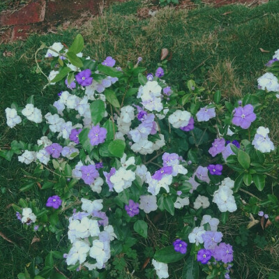 美丽的风景（*＾ワ＾*）