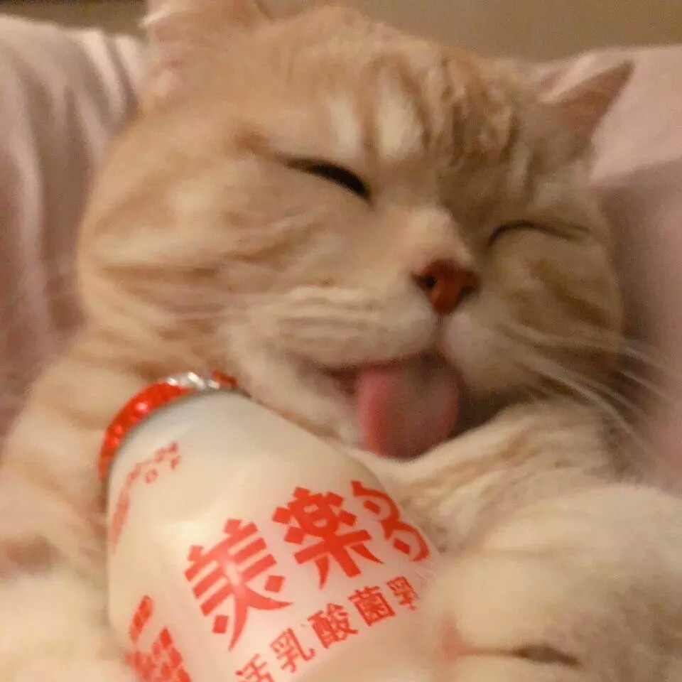 余清欢ㄧ可爱猫咪养乐多自截头像.ㄧ“你逆光而来 配得上世上所有的好.”