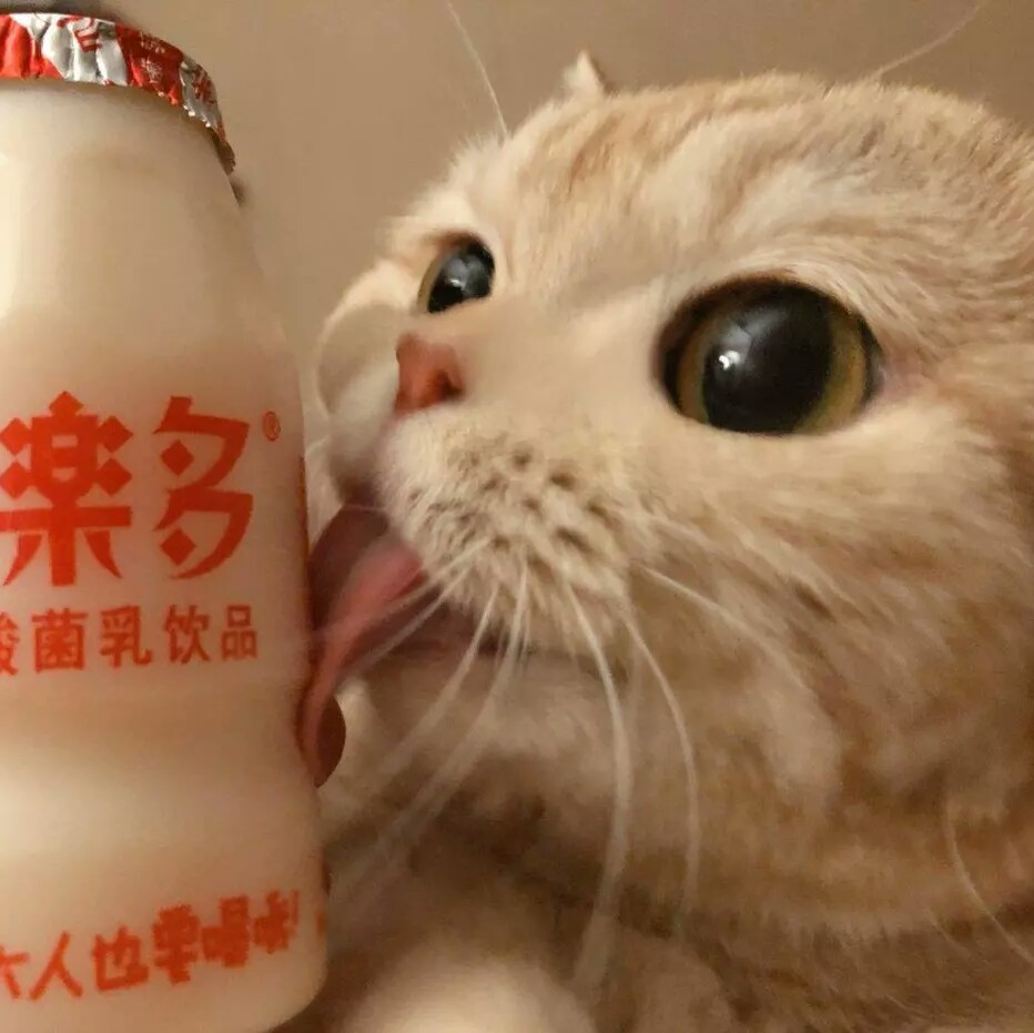 余清欢ㄧ可爱猫咪养乐多自截头像.ㄧ“你逆光而来 配得上世上所有的好.”