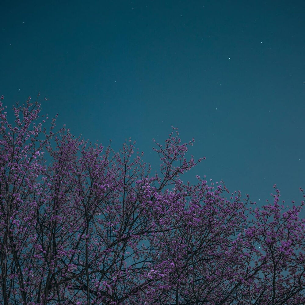  私は花が好きだが、あなたの方が好きだ
