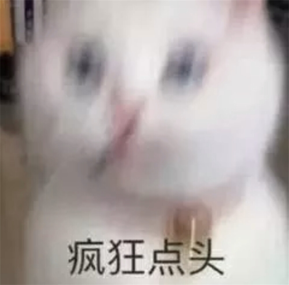 猫猫表情包 疯狂点头