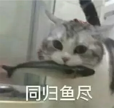 猫猫表情包 同归鱼尽 猫咪咬鱼