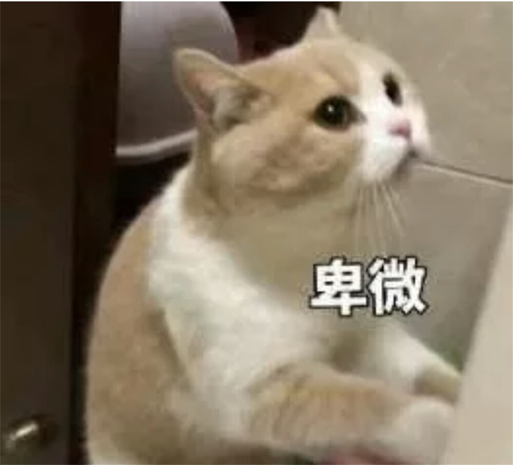 猫猫表情包 卑微