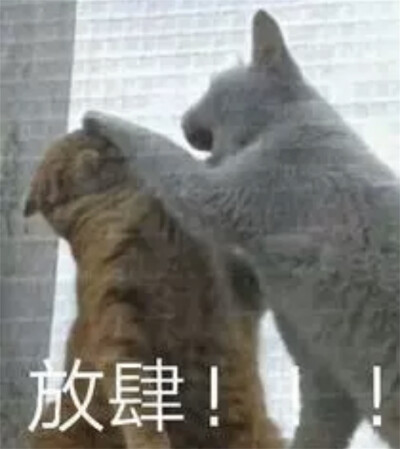 猫猫表情包 放肆