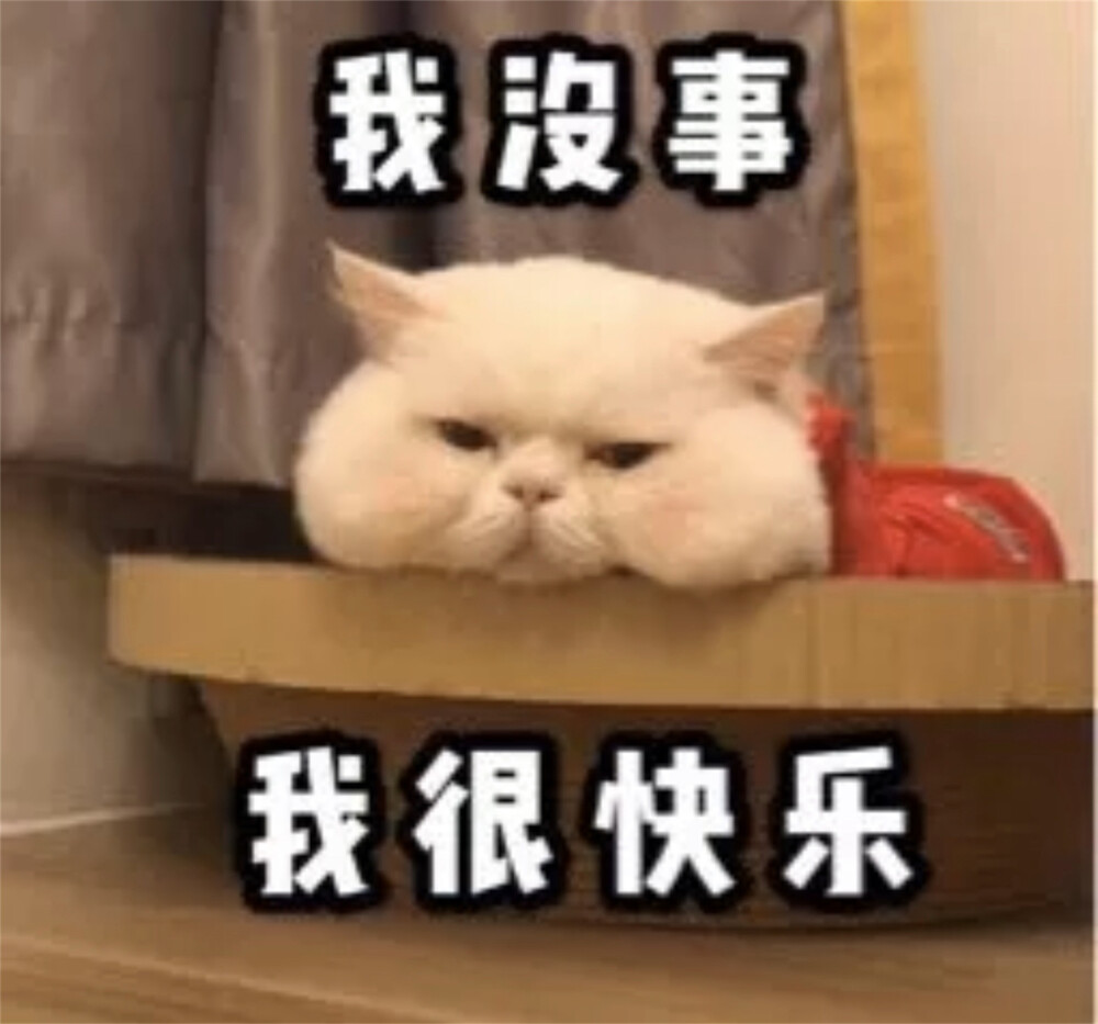 猫猫表情包 我没事 我很快乐