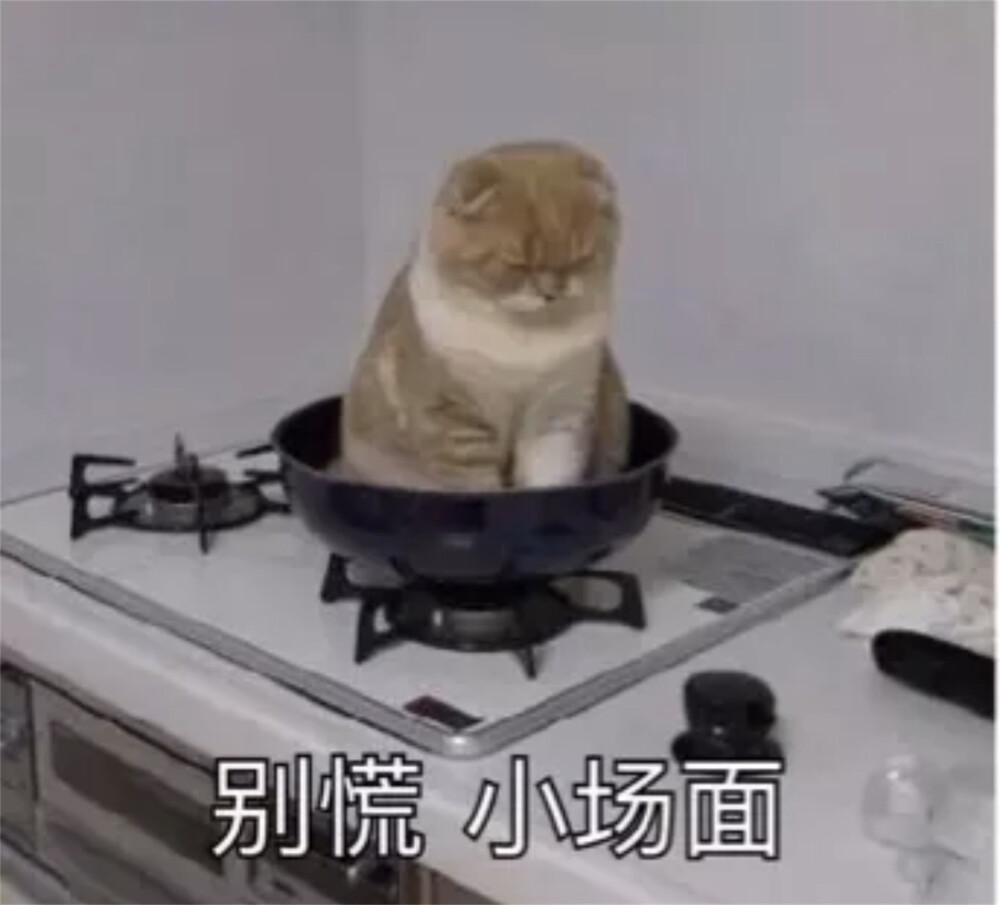 猫猫表情包 别慌 小场面