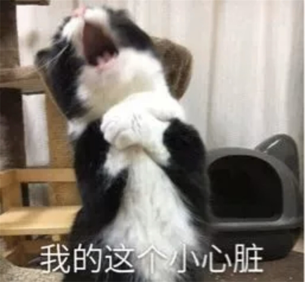 猫猫表情包 捂住心口 我这个小心脏啊