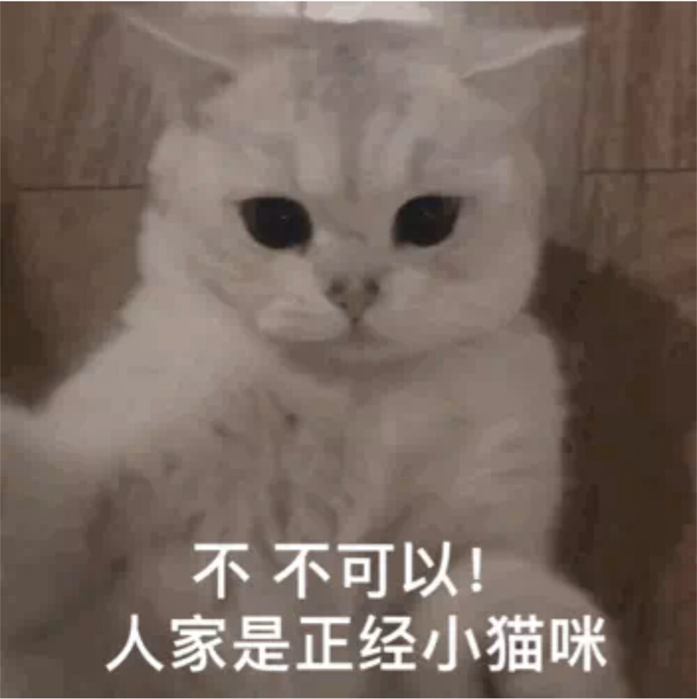 猫猫表情包 不可以 人家是正经小猫咪