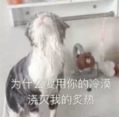 猫猫表情包 为什么要用你的冷漠 浇灭我的炙热