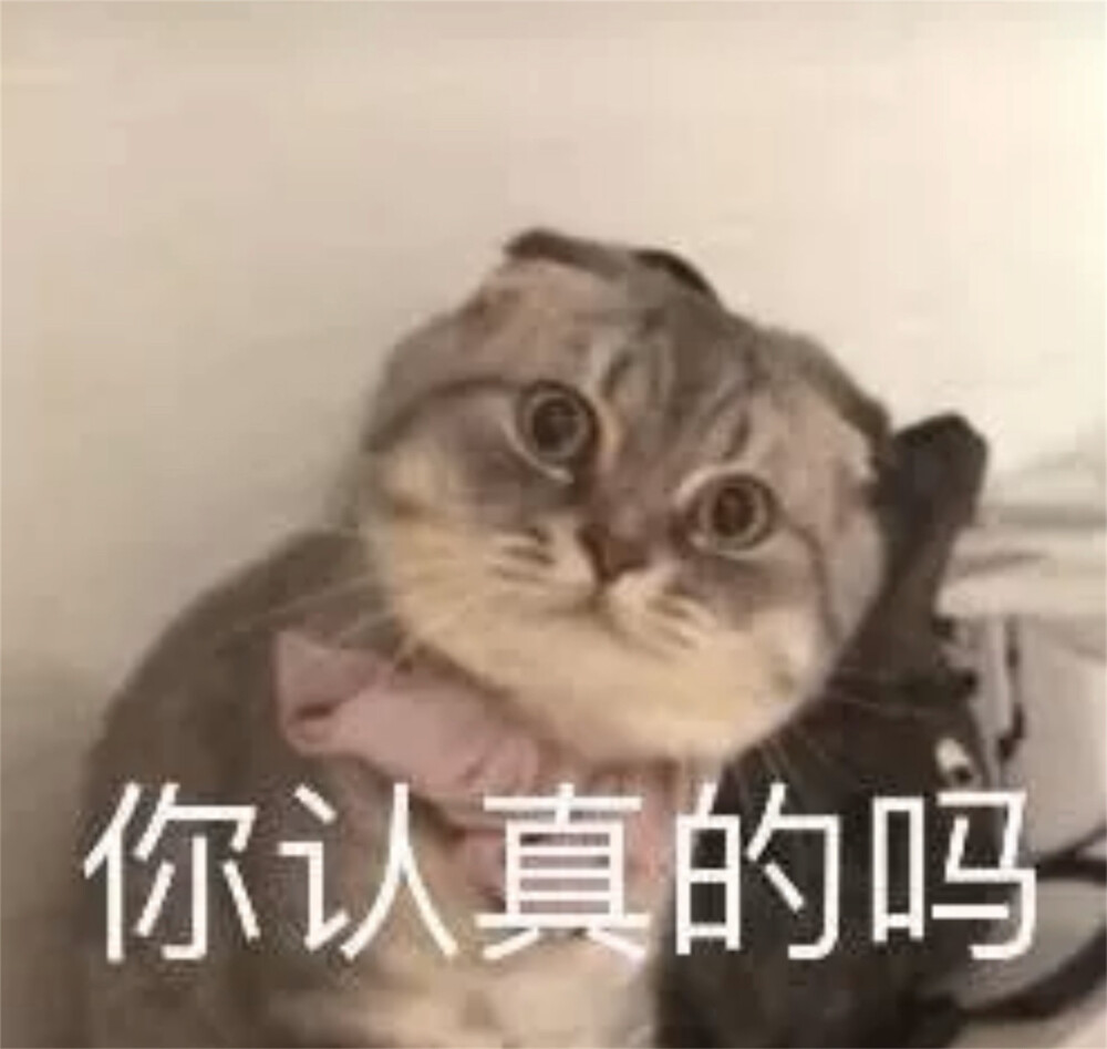 猫猫表情包 你认真的吗