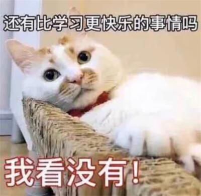 猫猫表情包 还有比学习更快乐的事情吗？我看没有！