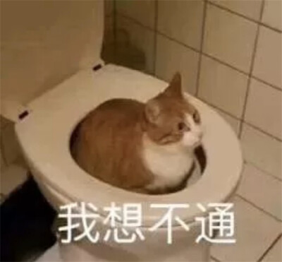 猫猫表情包 坐在马桶里 我想不通