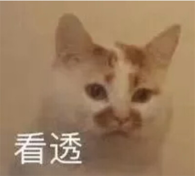 猫猫表情包 楼楼 看透