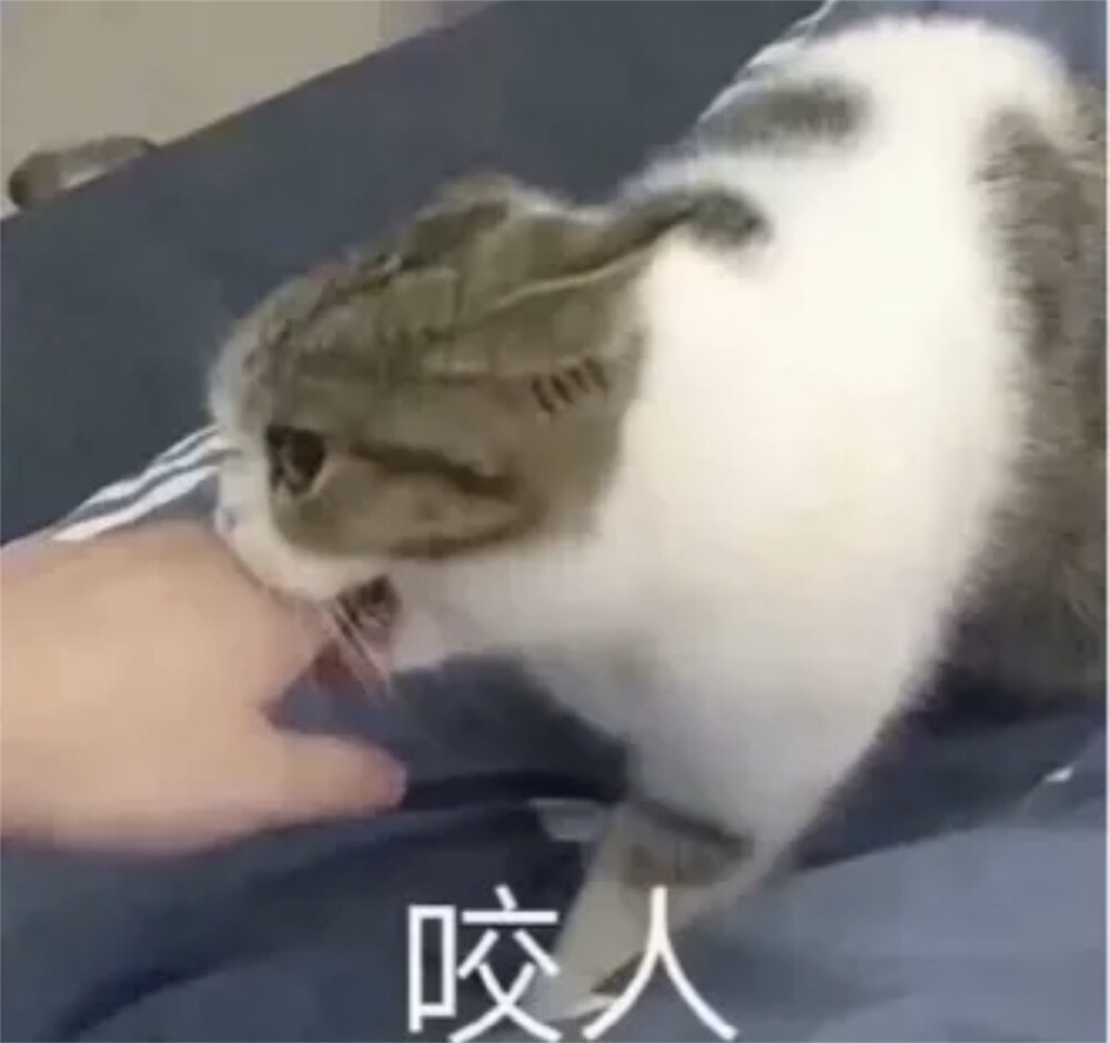 猫猫表情包 咬人