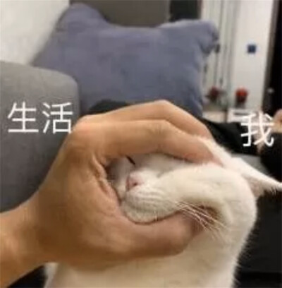 猫猫表情包 生活 我