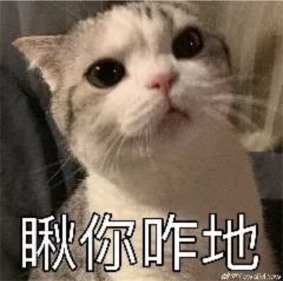 猫猫表情包 瞅你咋滴