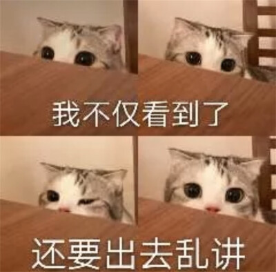 猫猫表情包 小泡芙 我不仅看到了 还要出去乱讲