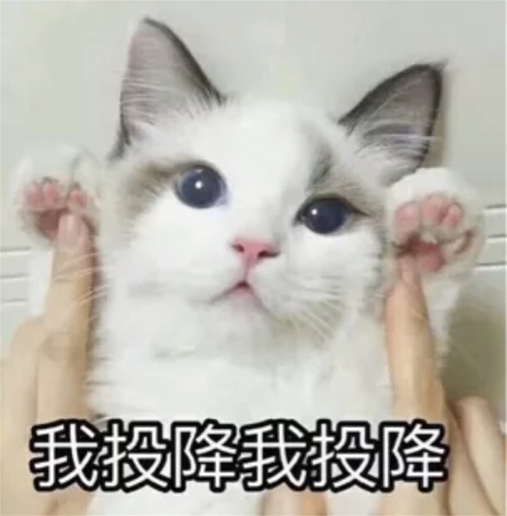 猫猫表情包 我投降我投降