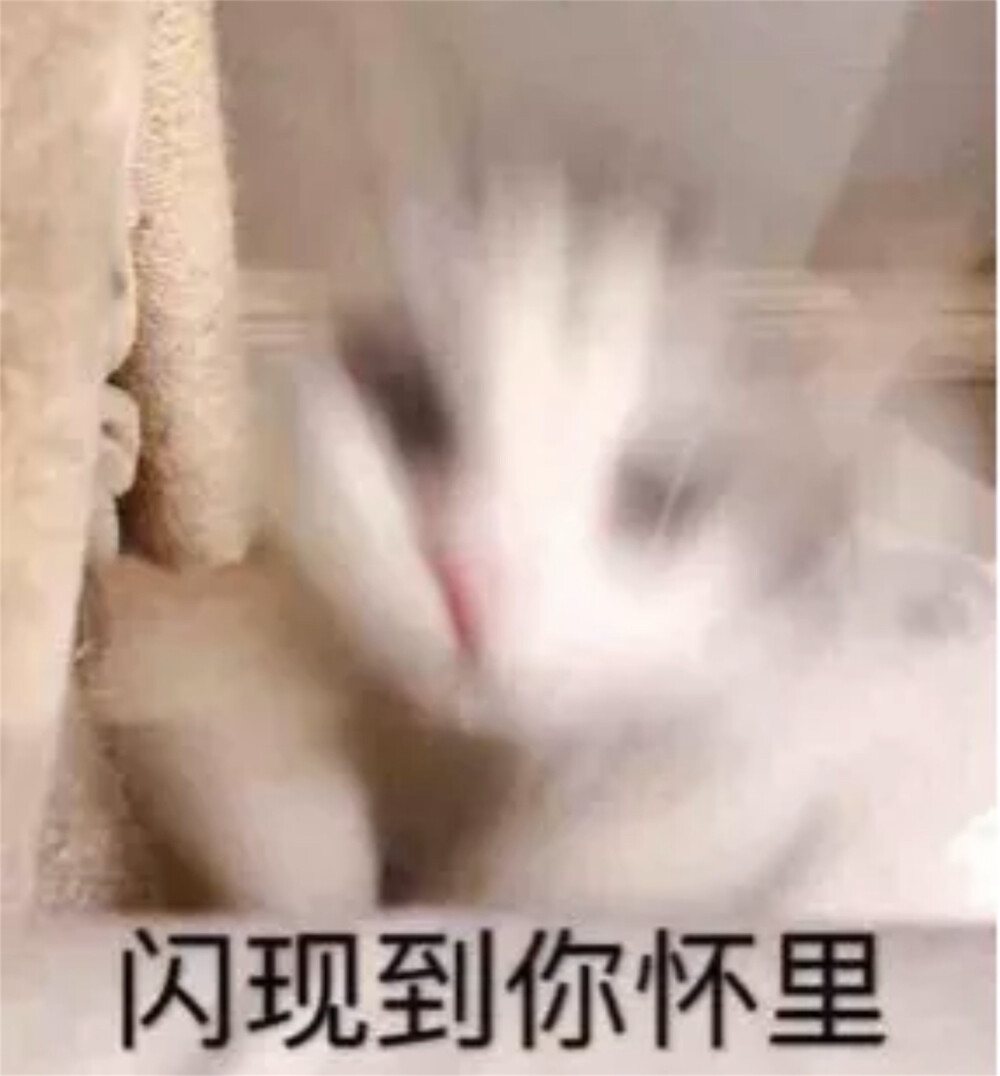 猫猫表情包 闪现到你怀里