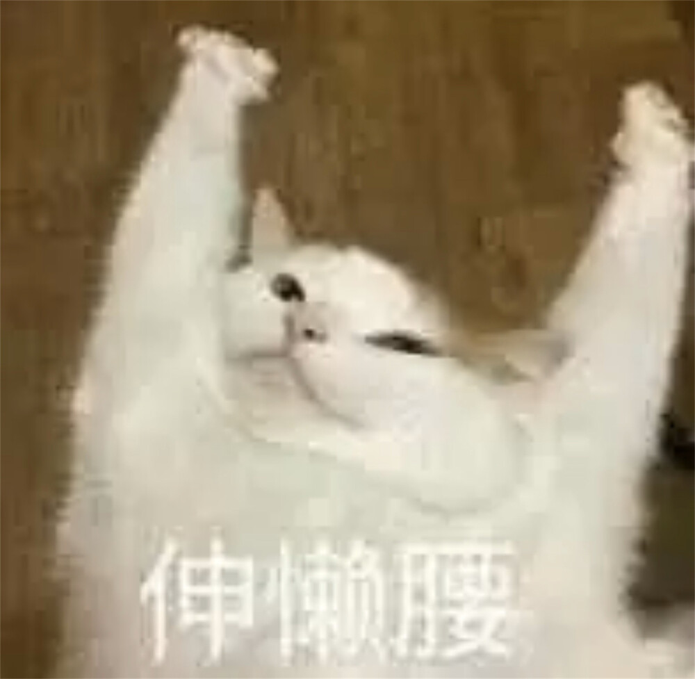 猫猫表情包 抻懒腰