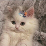 [猫猫]-卡哇伊~~