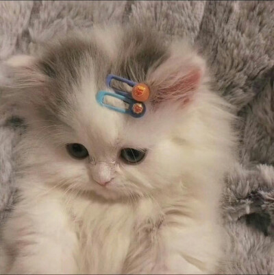 [猫猫]-卡哇伊~~