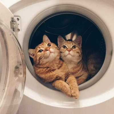 [猫猫]-卡哇伊~~