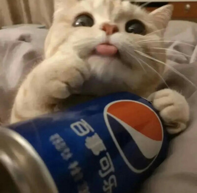 [猫猫]-卡哇伊~~