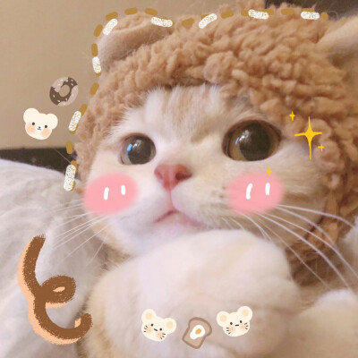 [猫猫]-卡哇伊~~