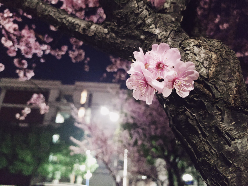 夜晚
花
桃花