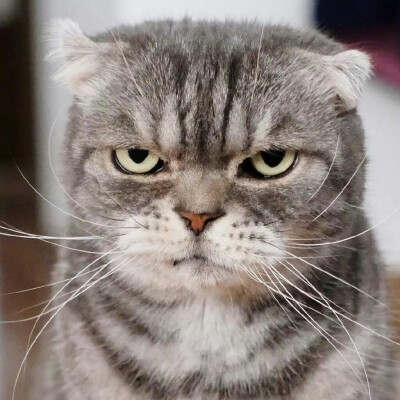 [猫猫]