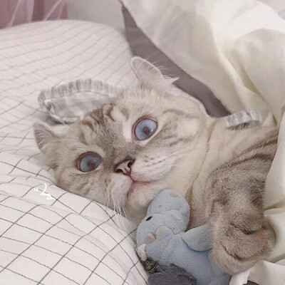 [猫猫]