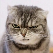 [猫猫]