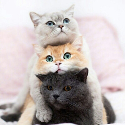 [猫猫]