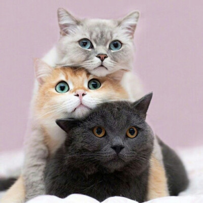 [猫猫]