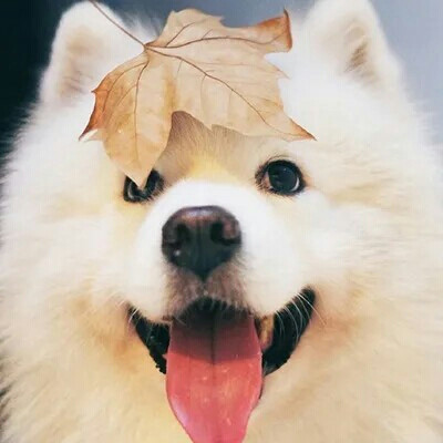 [狗狗]