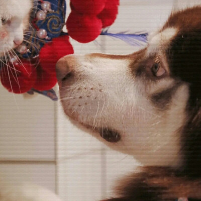 [狗狗]