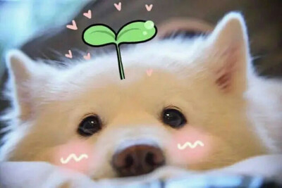 [狗狗]
