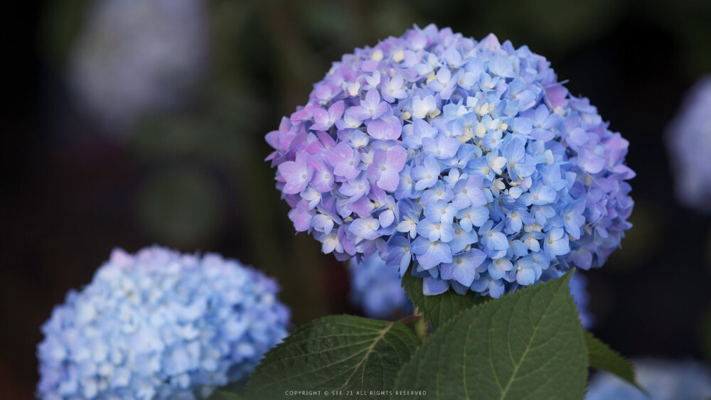 绣球花