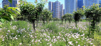 阳春四月，春暖花开赏花季。在吉安古后河绿廊不远处，有一处由美丽月见草织出的粉色花海。成片的粉色花朵盛开，像成千上万只美丽的花蝴蝶。风儿吹过，粉红的花瓣在风中轻轻摇曳，绰约多姿，构成了一幅美妙的春日画卷…