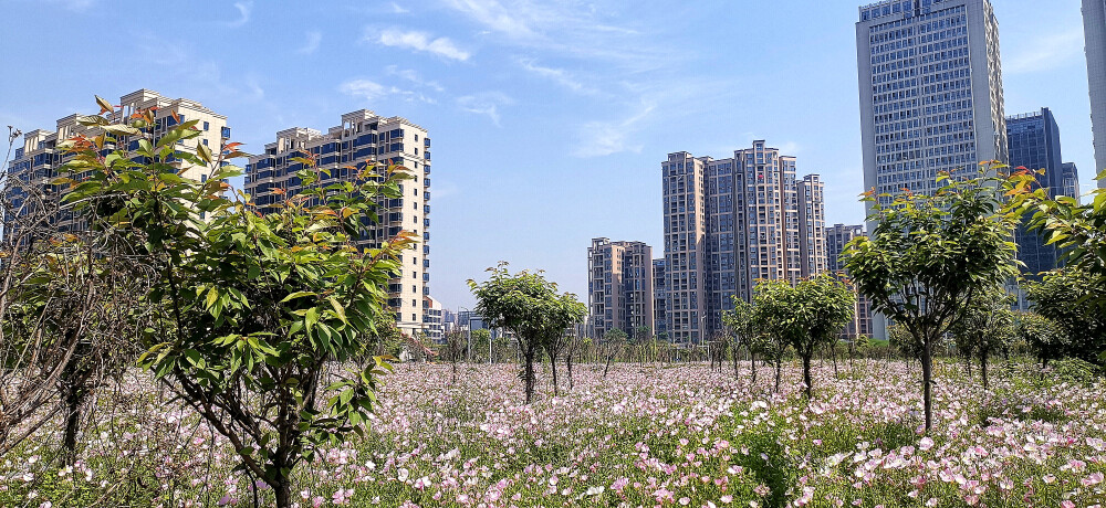 阳春四月，春暖花开赏花季。在吉安古后河绿廊不远处，有一处由美丽月见草织出的粉色花海。成片的粉色花朵盛开，像成千上万只美丽的花蝴蝶。风儿吹过，粉红的花瓣在风中轻轻摇曳，绰约多姿，构成了一幅美妙的春日画卷。(摄/肖勇)