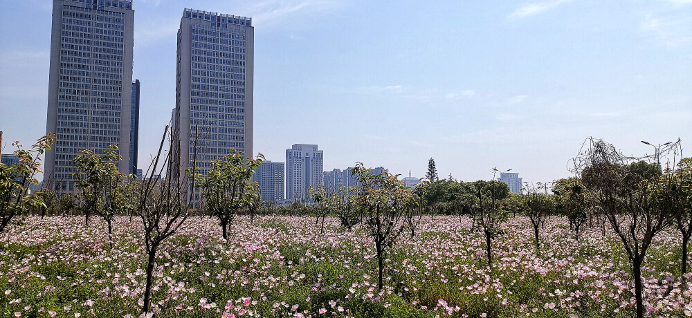 阳春四月，春暖花开赏花季。在吉安古后河绿廊不远处，有一处由美丽月见草织出的粉色花海。成片的粉色花朵盛开，像成千上万只美丽的花蝴蝶。风儿吹过，粉红的花瓣在风中轻轻摇曳，绰约多姿，构成了一幅美妙的春日画卷。(摄/肖勇)