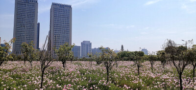 阳春四月，春暖花开赏花季。在吉安古后河绿廊不远处，有一处由美丽月见草织出的粉色花海。成片的粉色花朵盛开，像成千上万只美丽的花蝴蝶。风儿吹过，粉红的花瓣在风中轻轻摇曳，绰约多姿，构成了一幅美妙的春日画卷…