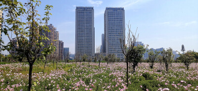 阳春四月，春暖花开赏花季。在吉安古后河绿廊不远处，有一处由美丽月见草织出的粉色花海。成片的粉色花朵盛开，像成千上万只美丽的花蝴蝶。风儿吹过，粉红的花瓣在风中轻轻摇曳，绰约多姿，构成了一幅美妙的春日画卷…